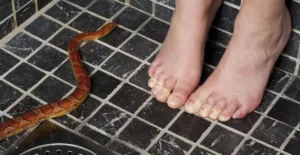 Người suy tư giấc mơ rắn cắn chân