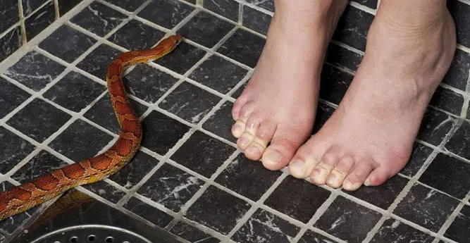 Người suy tư giấc mơ rắn cắn chân