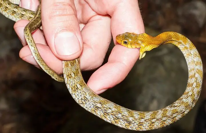 Nằm Mơ Thấy Rắn Cắn Vào Chân: Giải Mã Điềm Báo & Hướng Hóa Giải 4 Giấc mơ rắn quấn cắn chân bí ẩn.