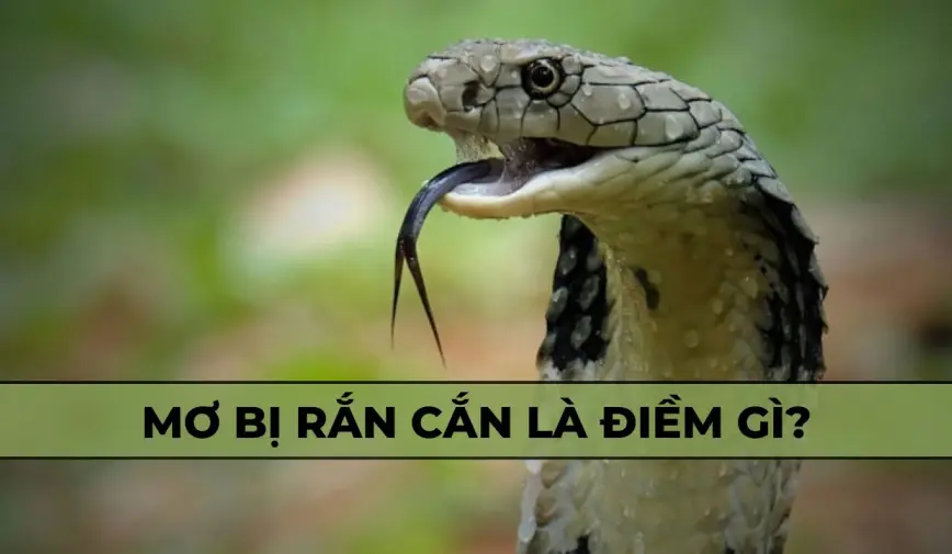 Tổng hợp ý nghĩa giấc mơ rắn cắn