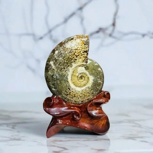 Ốc nước: Biểu tượng sinh sôi, tài lộc