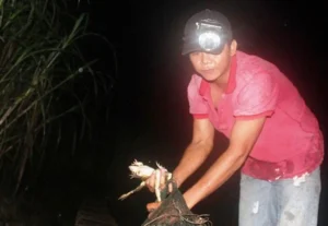 Bắt ếch vui vẻ, sung túc giữa thiên nhiên.