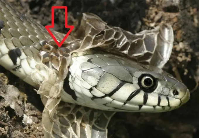 Nằm Mơ Thấy 2 Con Rắn: Giải Mã Điềm Báo Và Hóa Giải Lo Âu 4 Rắn lột da: Tái sinh và biến đổi