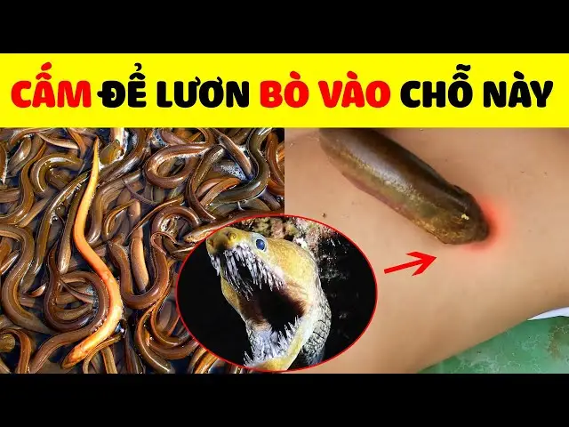 Nằm mơ thấy lươn: Giải Mã Điềm Báo & Bí Quyết An Tâm Sống Thiện 7 Lươn bí ẩn, khéo léo trườn mình.