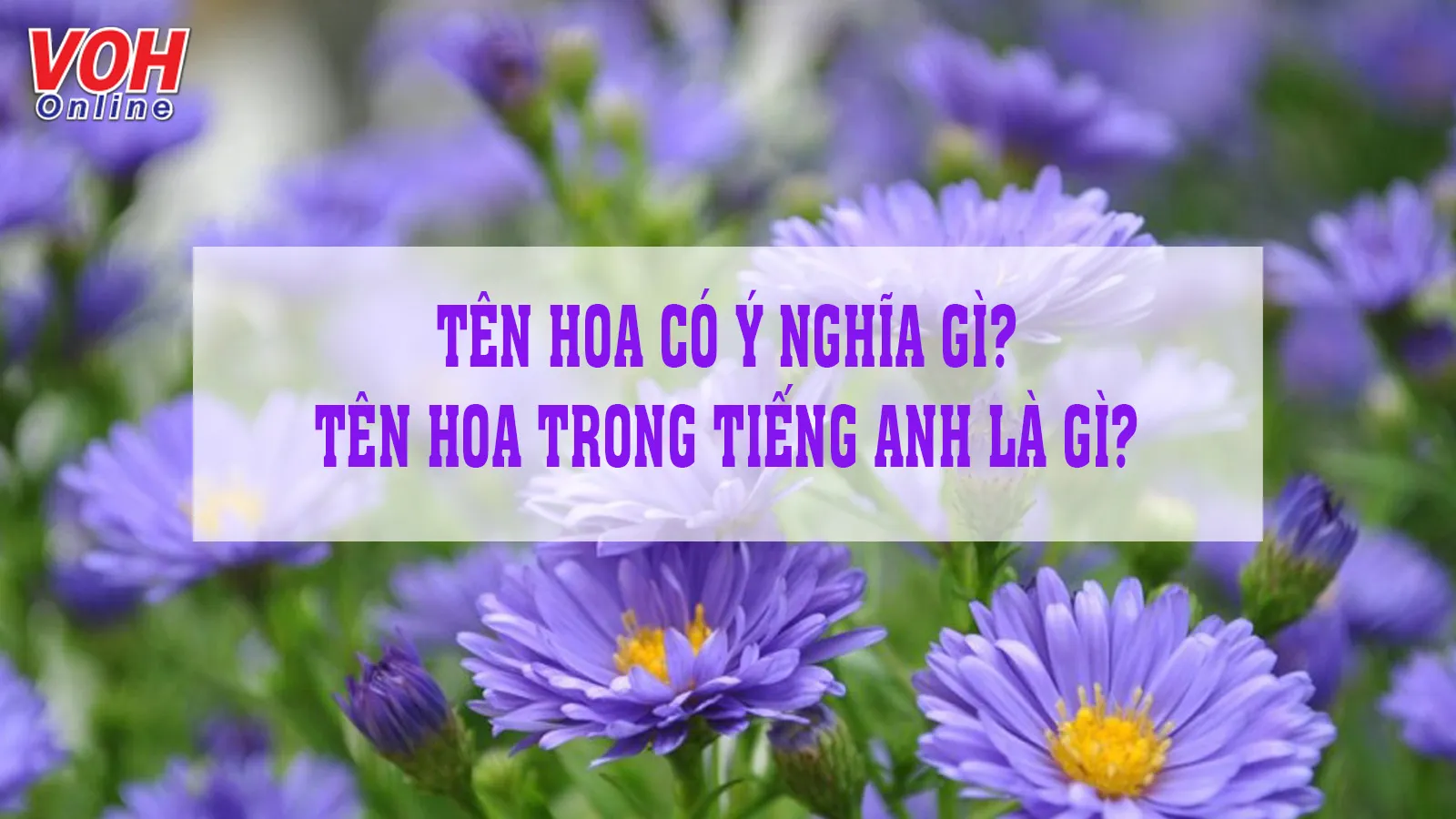 Ý Nghĩa Tên Các Loài Hoa | Giải Mã Thông Điệp Tình Yêu, May Mắn Và Phong Thủy