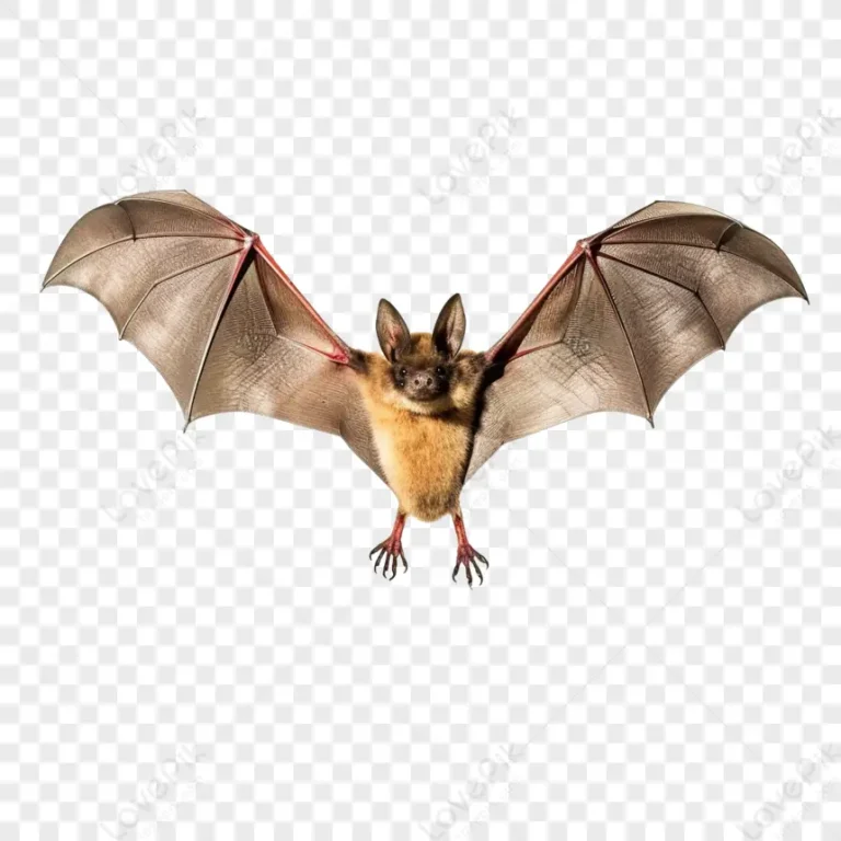 Hình ảnh dơi đang bay