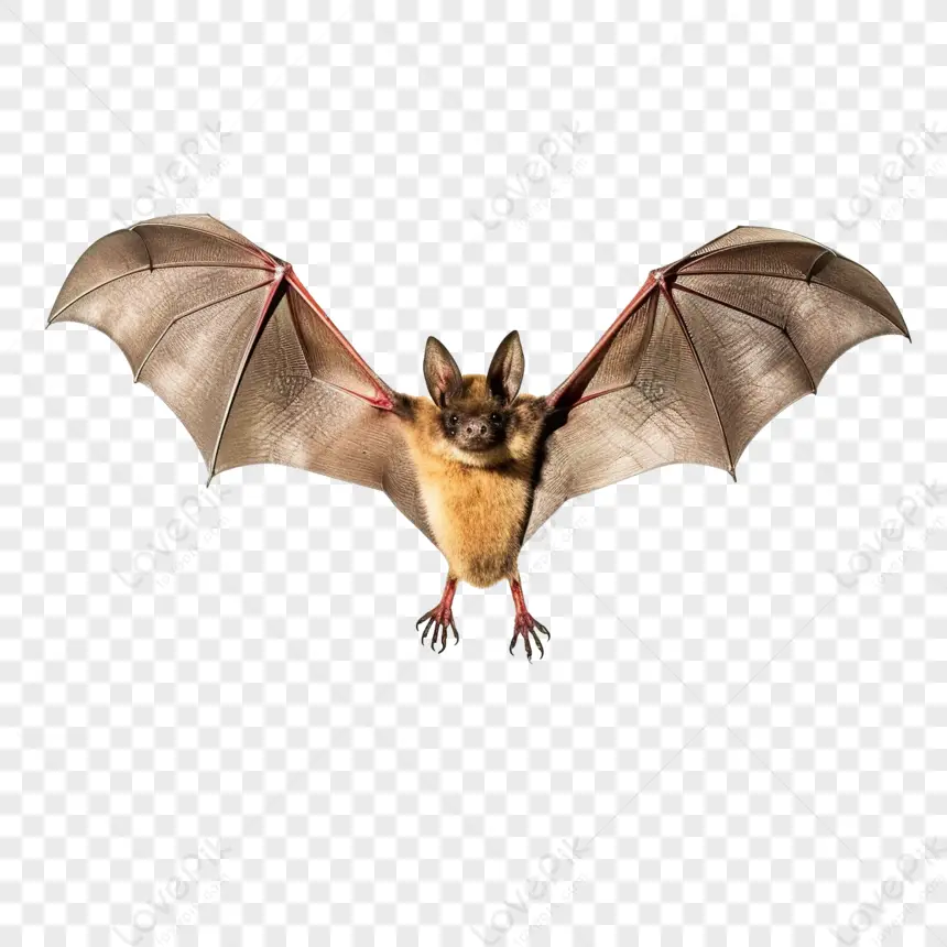Hình ảnh dơi đang bay