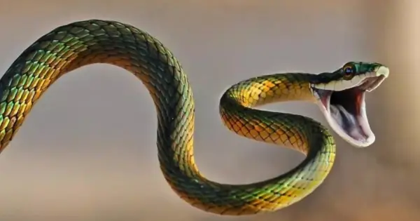 Rắn tâm linh uốn lượn huyền bí