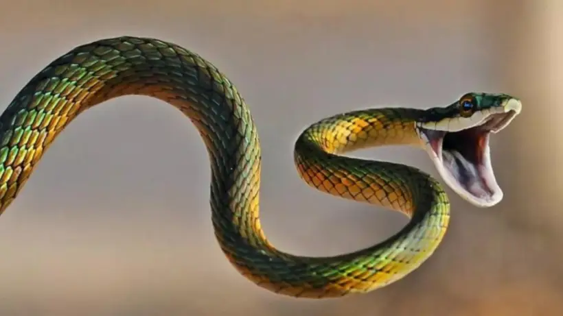 Nằm Mơ Thấy Rắn Cắn Vào Tay: Giải Mã Điềm Báo, An Tâm Sống Thiện 6 Bàn tay tư duy: Giải mã rắn, dấu hỏi.