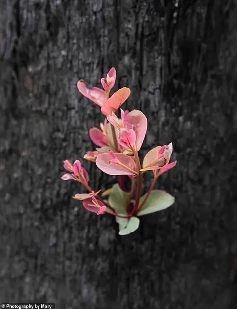 Nằm Mơ Thấy Mình Chết: Giải Mã Điềm Báo và An Tâm Sống Thiện 6 Chồi non tái sinh: Hy vọng giữa đất cằn.