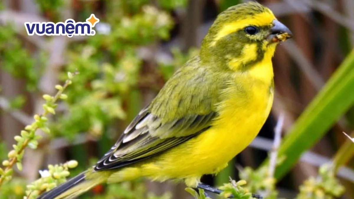 Chim Hoàng Yến - Biểu tượng của ý nghĩa tên Hoàng Yến