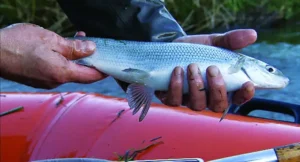 Câu cá hồ nước trong xanh, cá trắng.