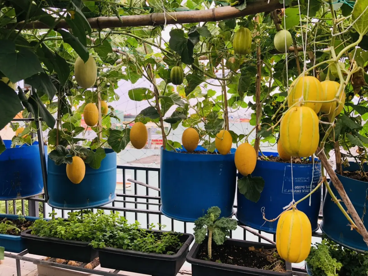 Nằm Mơ Thấy Sinh Em Bé: Giải Mã Điềm Lành Hay Dữ? 5 Vườn Xanh Tươi Cây Trái Sum Suê Sinh Sôi