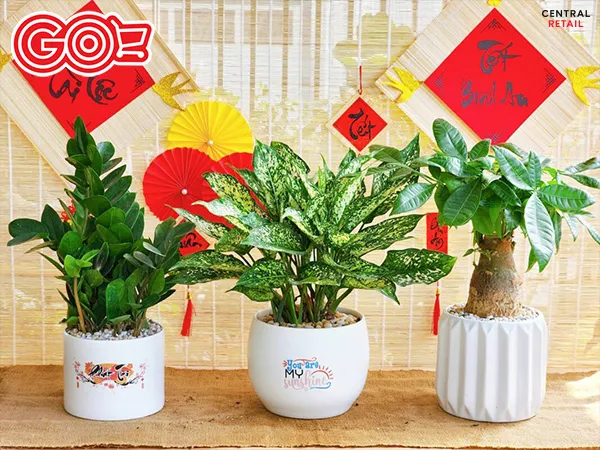 Cây cảnh may mắn là quà tặng tết ý nghĩa mang lại sinh khí cho ngôi nhà