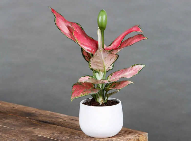 Trồng Cây Trong Nhà Theo Phong Thủy: Bí Quyết Mang Lại May Mắn và Bình An Cho Gia Chủ 21 Cây Vạn Lộc