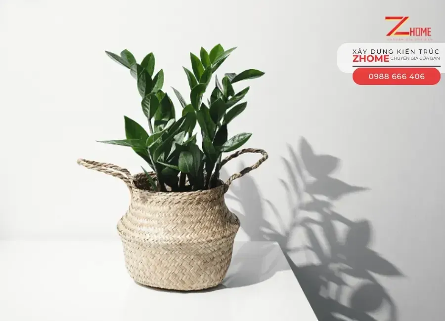 Cây kim tiền mang lại tài lộc và thịnh vượng cho gia chủ