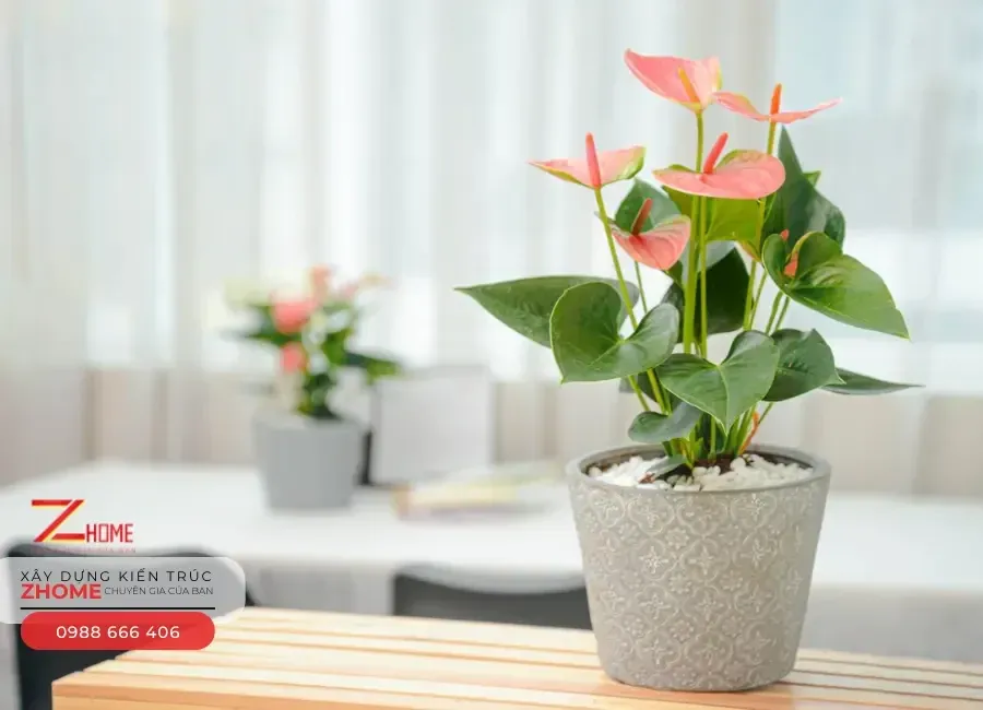 Cây hồng môn thắp sáng tình yêu và niềm hy vọng