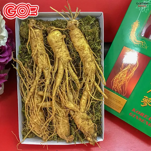 Nhân sâm cao cấp là quà tặng tết ý nghĩa giúp bảo vệ sức khỏe người thân