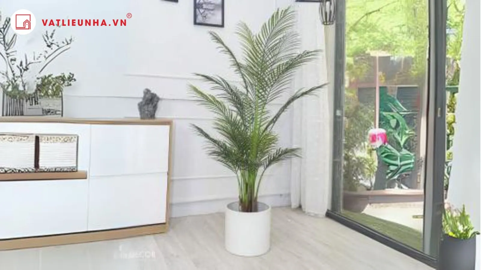 Cây Phong Thủy Trồng Trước Nhà Thu Hút Tài Lộc, Bình An 10 Cây cau cảnh mang lại cảm giác bình an