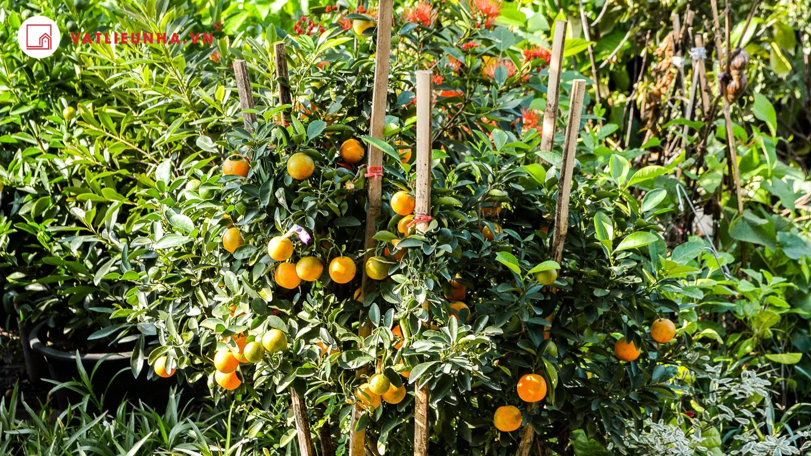 Cây quất mang lại cảm giác trọn vẹn, tượng trưng cho sự thịnh vượng