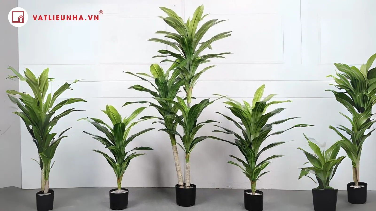 Cây Thiết mộc lan còn được gọi là cây Phát tài