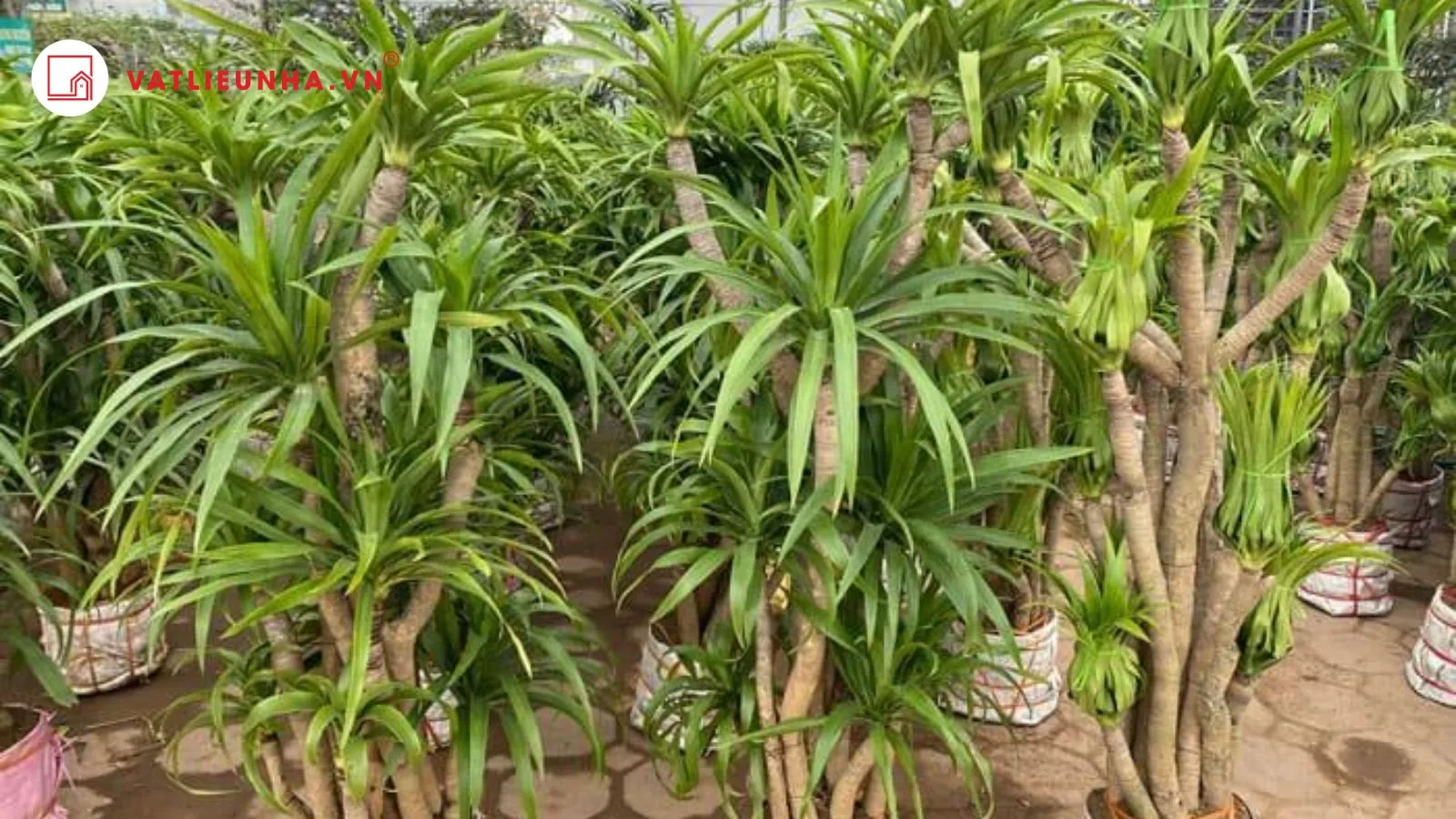 Cây Đại lộc biểu tượng cho sự tài lộc, thịnh vượng là một trong các loại cây nên trồng trước cửa nhà