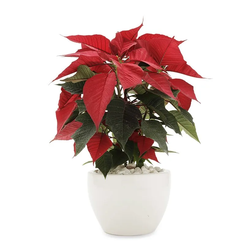 Cây Trạng Nguyên