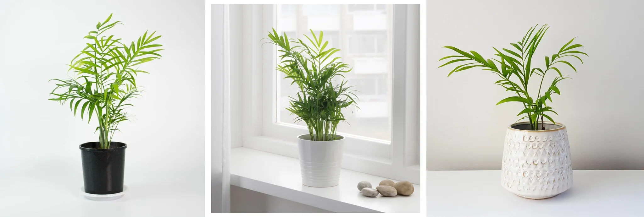 Cây Cau Tiểu Trâm