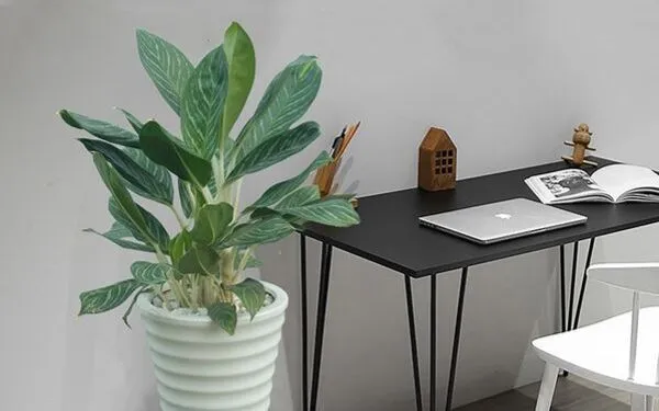 Cây Bạch Mã Hoàng Tử