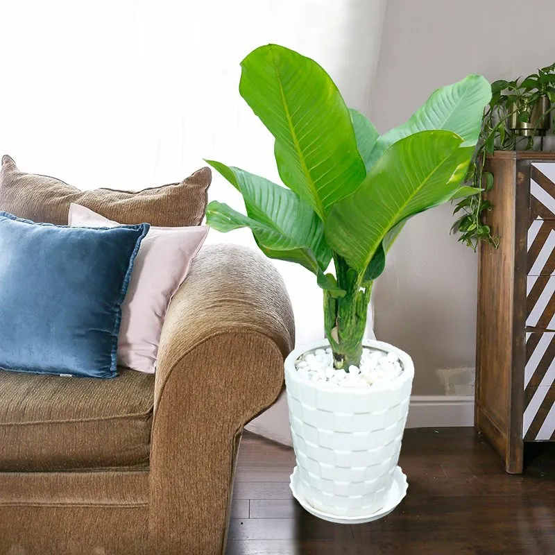 Cây Đại Phú Gia