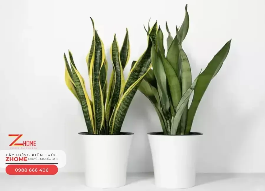 Cây lưỡi hổ bảo vệ ngôi nhà khỏi những năng lượng xấu