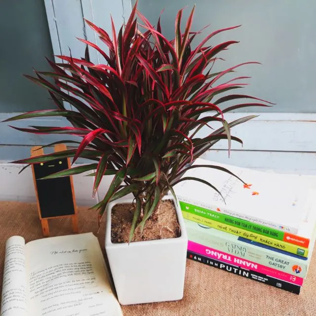 Cây Hồng Phát Tài