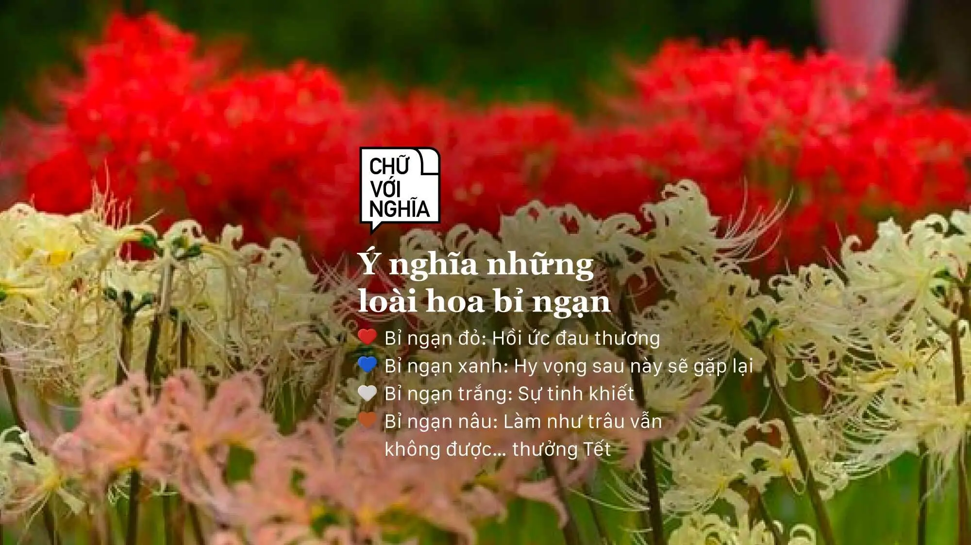 Ý Nghĩa Của Hoa Bỉ Ngạn Đỏ | Sâu Sắc, Huyền Bí Và Tâm Linh