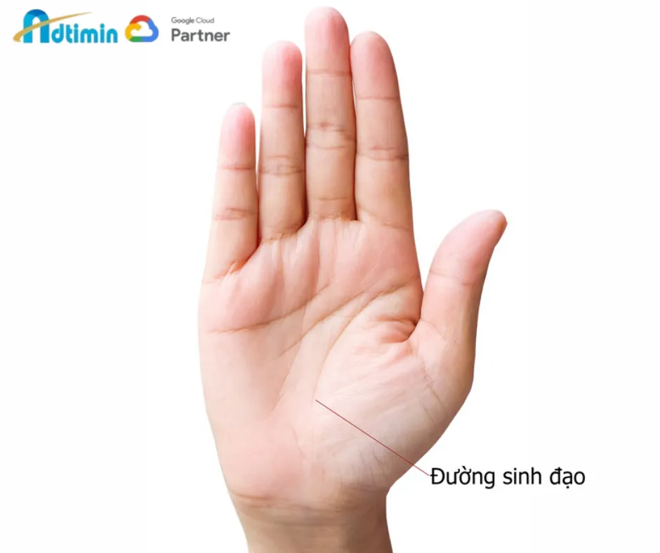 Hình ảnh minh họa vị trí và hình dáng của đường sinh mệnh trên lòng bàn tay