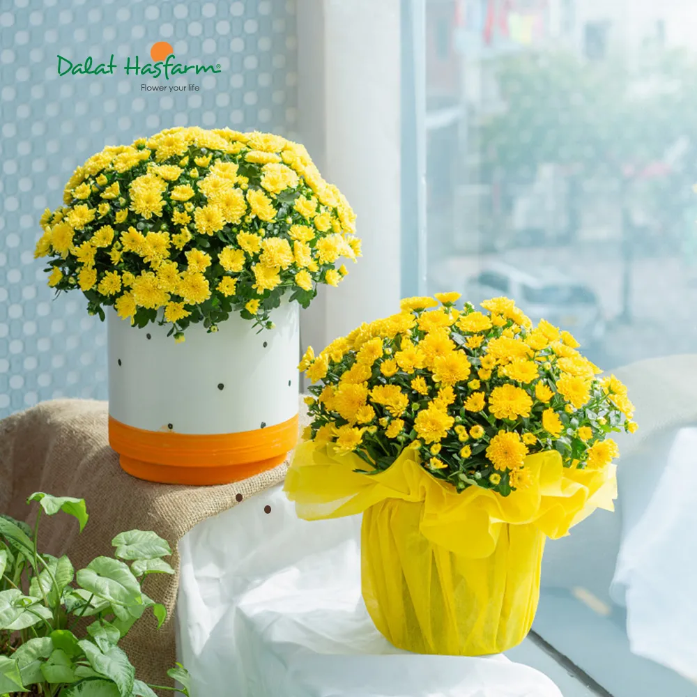 Cúc hoàn cầu mang vẻ đẹp sang trọng và hiện đại