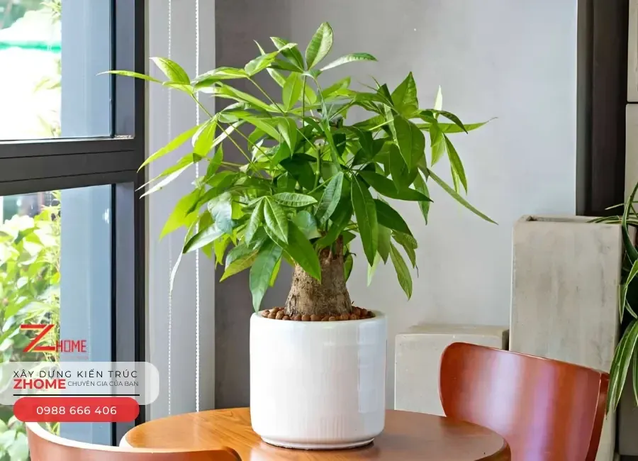 Cây kim ngân là biểu tượng của tiền tài dồi dào