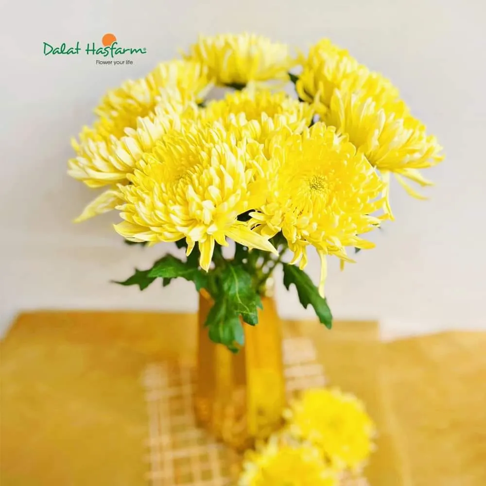 Cúc Magnum vàng mang lại đẳng cấp cho không gian sống