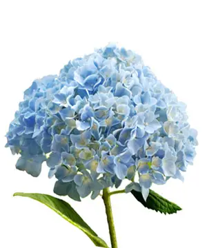 Tặng Hoa Cẩm Tú Cầu Có Ý Nghĩa Gì | Ý Nghĩa Sâu Sắc Và Tinh Tế 3 Tặng Hoa Cẩm Tú Cầu Có Ý Nghĩa Gì | Ý Nghĩa Sâu Sắc Và Tinh Tế