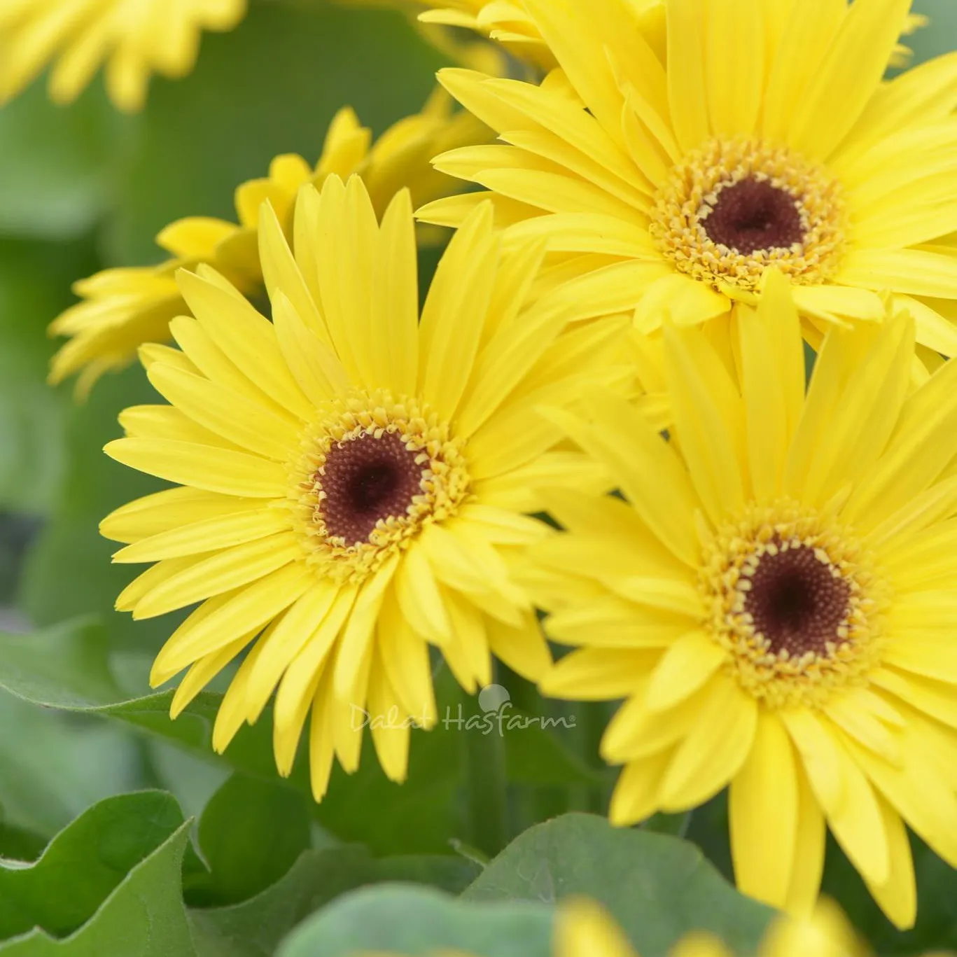 Cúc đồng tiền vàng biểu tượng của sự giàu sang và thịnh vượng