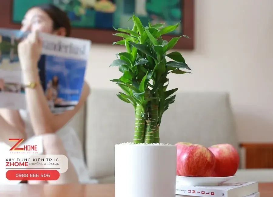 Cây phát lộc giúp gia tăng vận khí và sự thuận lợi