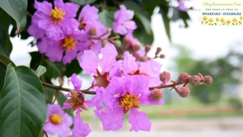 Hoa Bằng Lăng Có Ý Nghĩa Gì | Vẻ Đẹp Thủy Chung Và Sâu Sắc