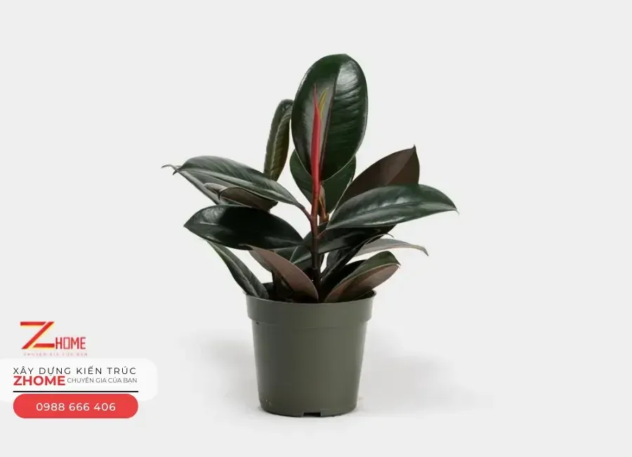 Cây đa búp đỏ mang lại sự bình an cho cả gia đình