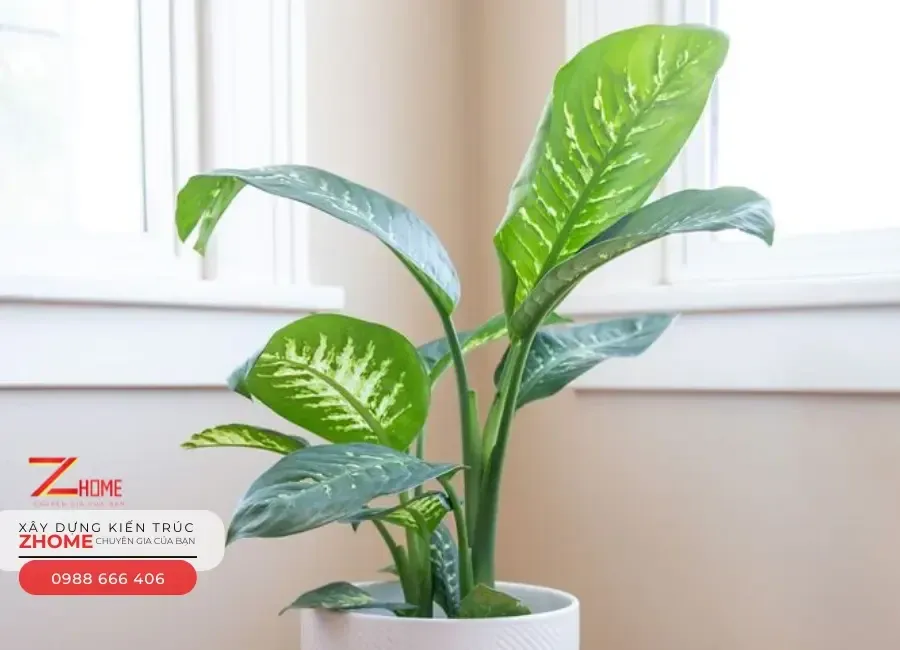 Cây vạn niên thanh mang ý nghĩa trường thọ và hạnh phúc