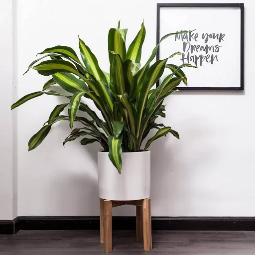 Cây Thiết Mộc Lan