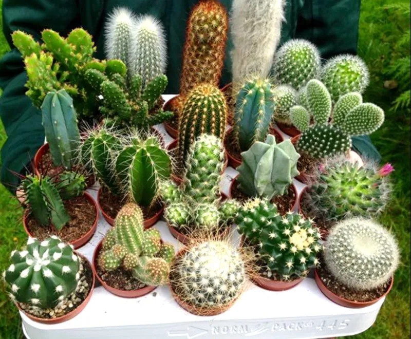 phong-thuy-cay-xuong-rong-va-cach-trong-cay-xuong-rong