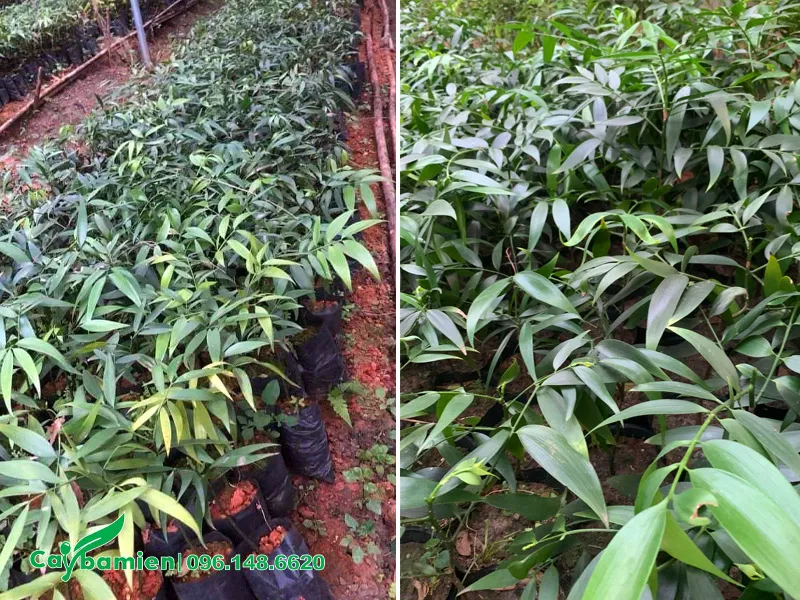 Cây Kim Giao giống trồng trong bầu