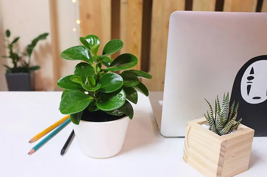 Bày trí bàn làm việc theo phong thủy với cây cảnh phong thủy để bàn