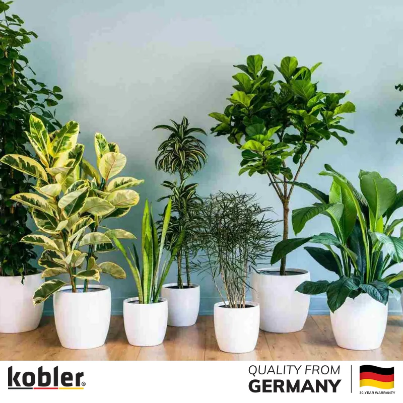 cây để phòng khách đẹp