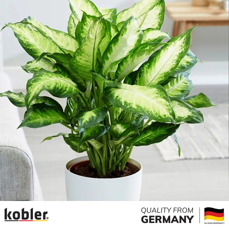 cây cảnh để phòng khách