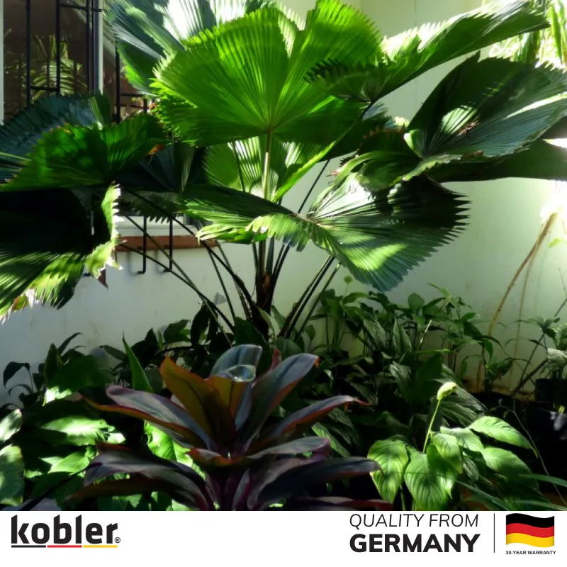 đặt cây trong phòng khách